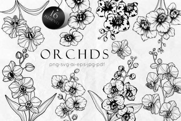 Orchid Flowers Line Art Svg: Elegant Graphics & Illustrations